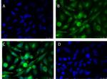 xCT Antibody in Immunocytochemistry (ICC/IF)