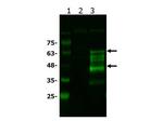 BCL3 Antibody in Western Blot (WB)