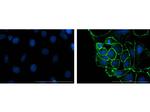 ZO-1 Antibody in Immunocytochemistry (ICC/IF)