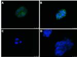 ZO-1 Antibody in Immunocytochemistry (ICC/IF)