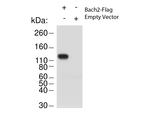 Bach2 Antibody in Western Blot (WB)