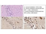 HEY1 Antibody in Immunohistochemistry (IHC)