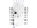 Cytochrome P450 Antibody in Western Blot (WB)