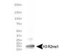 H3R2me1 Antibody in Western Blot (WB)