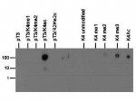 H3K4acT3ph Antibody in Dot Blot (DB)