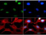 H3K4me1 Antibody in Immunocytochemistry (ICC/IF)