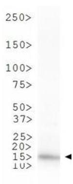 H3K4me1 Antibody in Western Blot (WB)