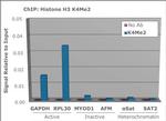 H3K4me2 Antibody in ChIP Assay (ChIP)