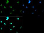 H3K4me2 Antibody in Immunohistochemistry (PFA fixed) (IHC (PFA))