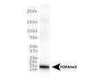 H3K4me2 Antibody in Western Blot (WB)