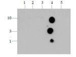 H3K4me3 Antibody in Dot Blot (DB)