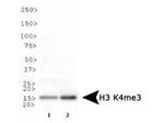 H3K4me3 Antibody in Western Blot (WB)