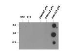 H3K4me3T6ph Antibody in Dot Blot (DB)