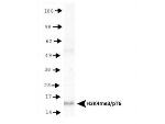 H3K4me3T6ph Antibody in Western Blot (WB)