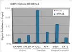 H3K9me1 Antibody in ChIP Assay (ChIP)