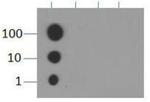 H3K9me1 Antibody in Dot Blot (DB)