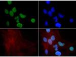 H3K9me1 Antibody in Immunocytochemistry (ICC/IF)