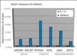 H3K9me2 Antibody in ChIP Assay (ChIP)