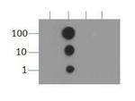 H3K9me2 Antibody in Dot Blot (DB)