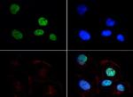 H3K9me2 Antibody in Immunocytochemistry (ICC/IF)