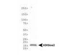 H3K9me2 Antibody in Western Blot (WB)