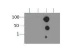 H3K9me3 Antibody in Dot Blot (DB)