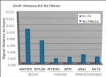 H3R17me2a Antibody in ChIP Assay (ChIP)