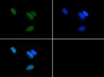 H3R17me2a Antibody in Immunocytochemistry (ICC/IF)