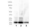 H3K18ac Antibody in Western Blot (WB)