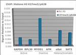 H3K27me3S28ph Antibody in ChIP Assay (ChIP)