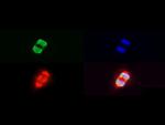 H3K27me3S28ph Antibody in Immunocytochemistry (ICC/IF)