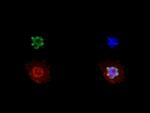 H3K27me3S28ph Antibody in Immunocytochemistry (ICC/IF)