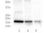 H3K27me3S28ph Antibody in Western Blot (WB)