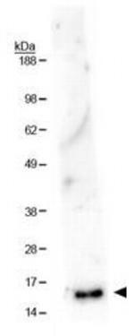 H3K36me1 Antibody in Western Blot (WB)