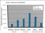 H3K36me2 Antibody in ChIP Assay (ChIP)