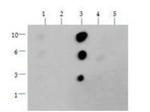 H3K36me2 Antibody in Dot Blot (DB)