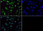 H3K36me2 Antibody in Immunocytochemistry (ICC/IF)