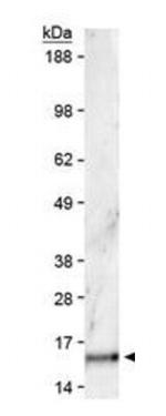 H3K36me2 Antibody in Western Blot (WB)