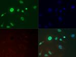 H3K36me3 Antibody in Immunocytochemistry (ICC/IF)