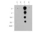 H3K36ac Antibody in Dot Blot (DB)