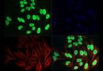 H3K36ac Antibody in Immunocytochemistry (ICC/IF)