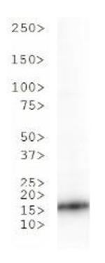 H3K36ac Antibody in Western Blot (WB)