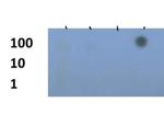 H3K79me3 Antibody in Dot Blot (DB)