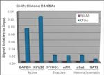 H4K5ac Antibody in ChIP Assay (ChIP)