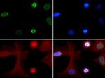 H4K5ac Antibody in Immunocytochemistry (ICC/IF)