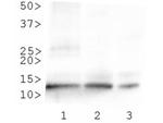 H4K8ac Antibody in Western Blot (WB)