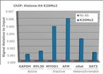 H4K20me2 Antibody in ChIP Assay (ChIP)