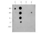 H4K20me2 Antibody in Dot Blot (DB)