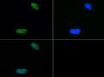 H4K20me2 Antibody in Immunocytochemistry (ICC/IF)