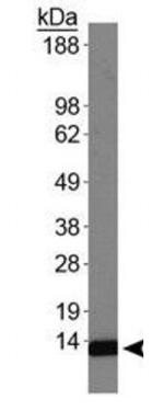 H4K20me2 Antibody in Western Blot (WB)